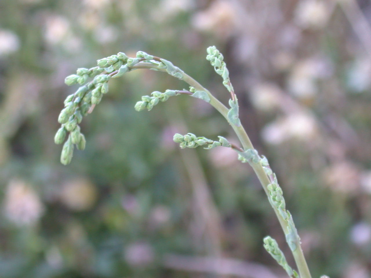 Lactuca sativa subsp. serriola / Lattuga selvatica